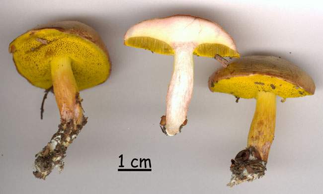 Aureoboletus gentilis